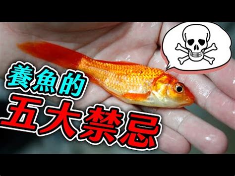 魚死掉要撈起來嗎|養魚新手入門：12個教學讓你養魚一次上手（新手必讀）